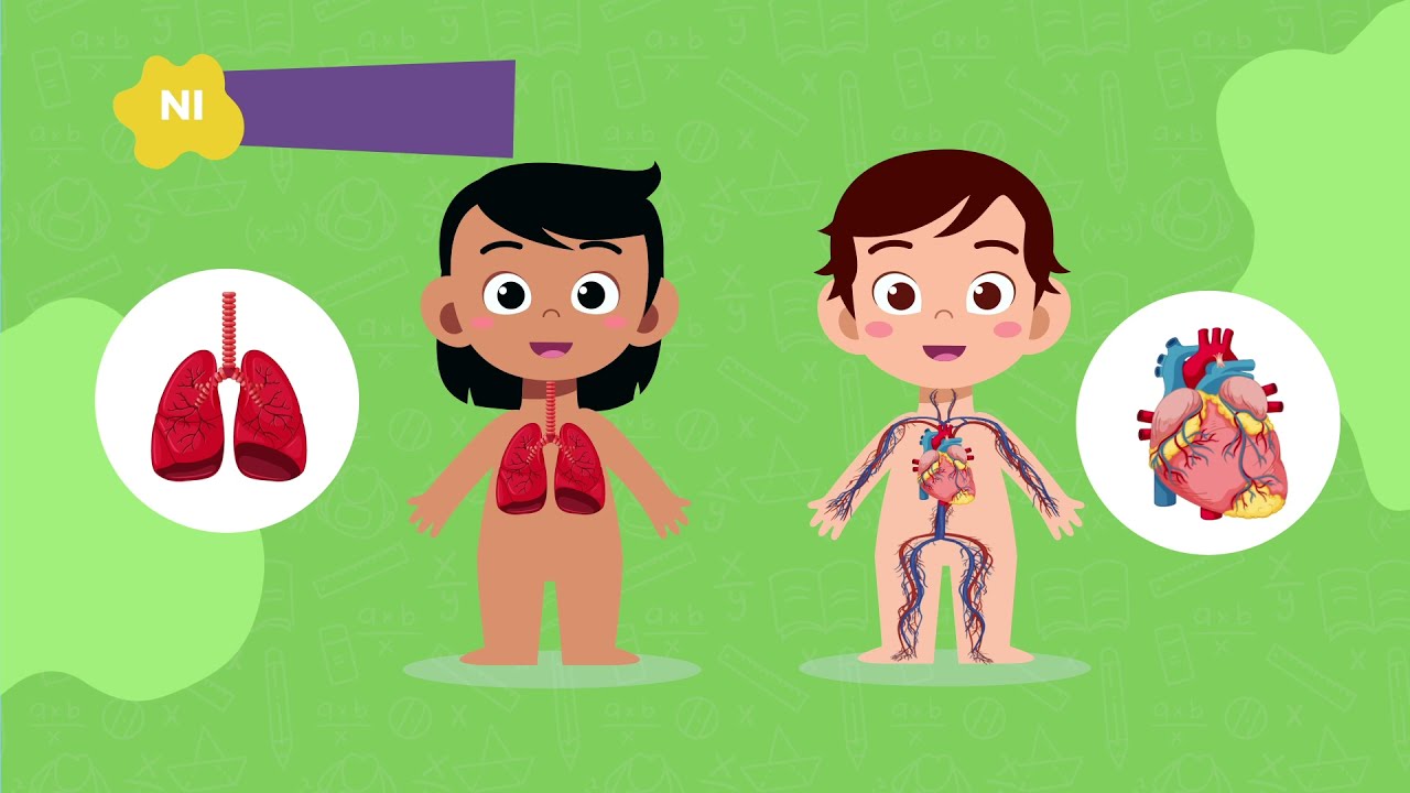 organos externos del cuerpo humano para niños