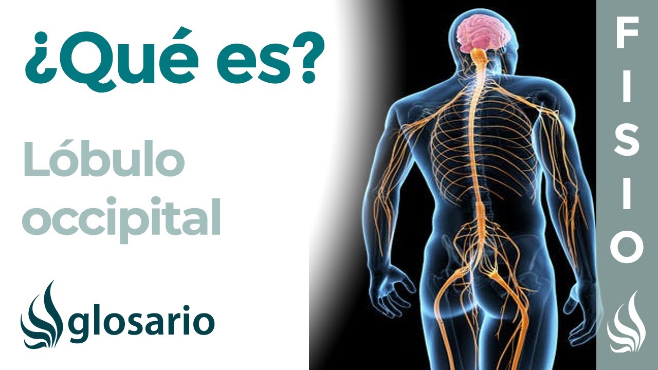 para que sirve el lobulo occipital