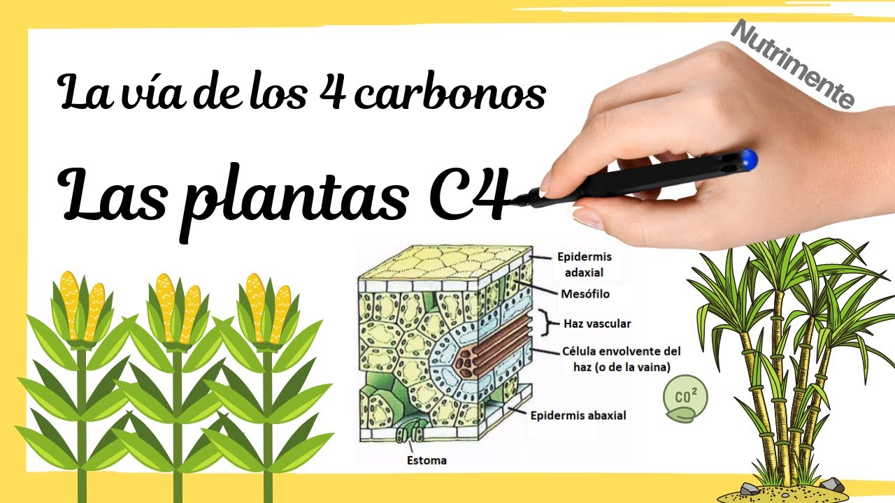 plantas c3 c4 y cam cuadro comparativo