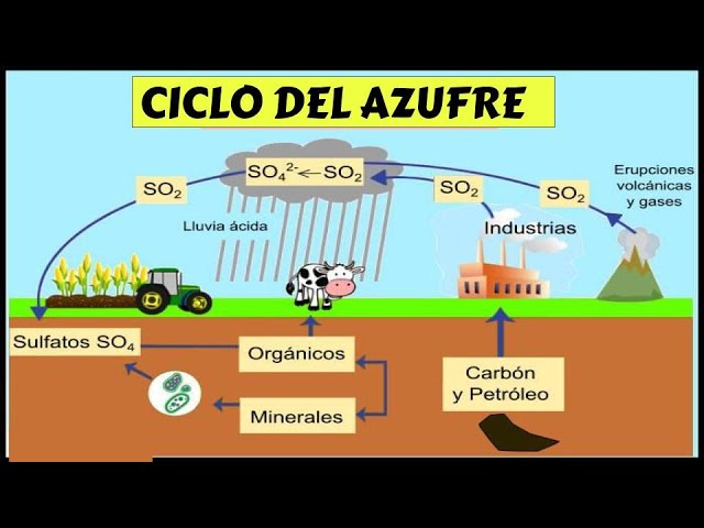 porque es importante el ciclo del azufre