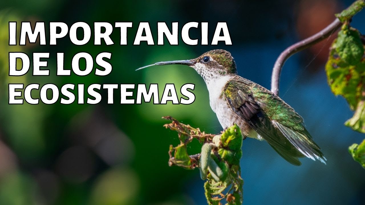 porque es importante el ecosistema