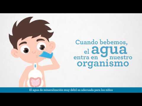 proceso del agua en el cuerpo humano