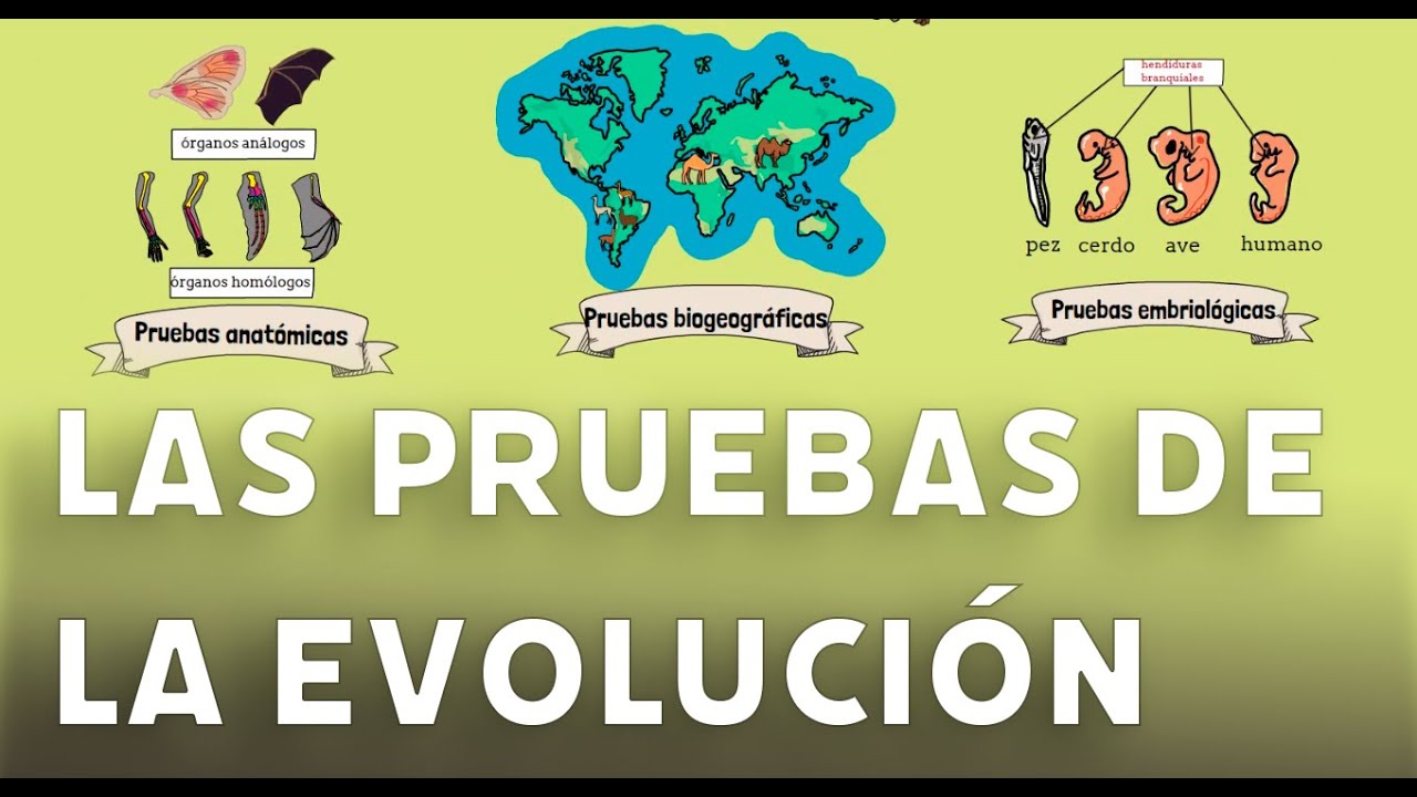 pruebas de la evolucion embriologicas