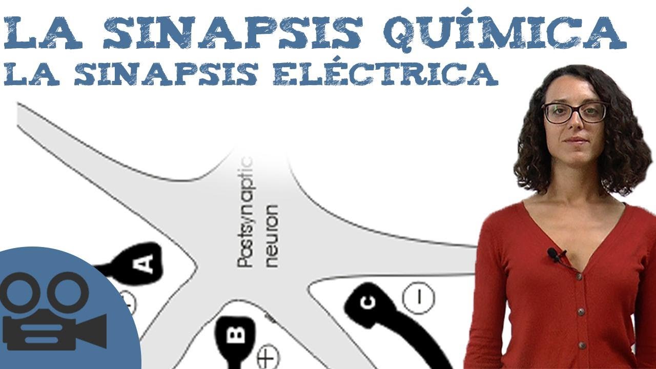 que es sinapsis quimica y electrica