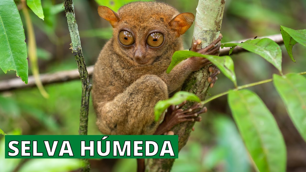 que otro nombre recibe la selva humeda