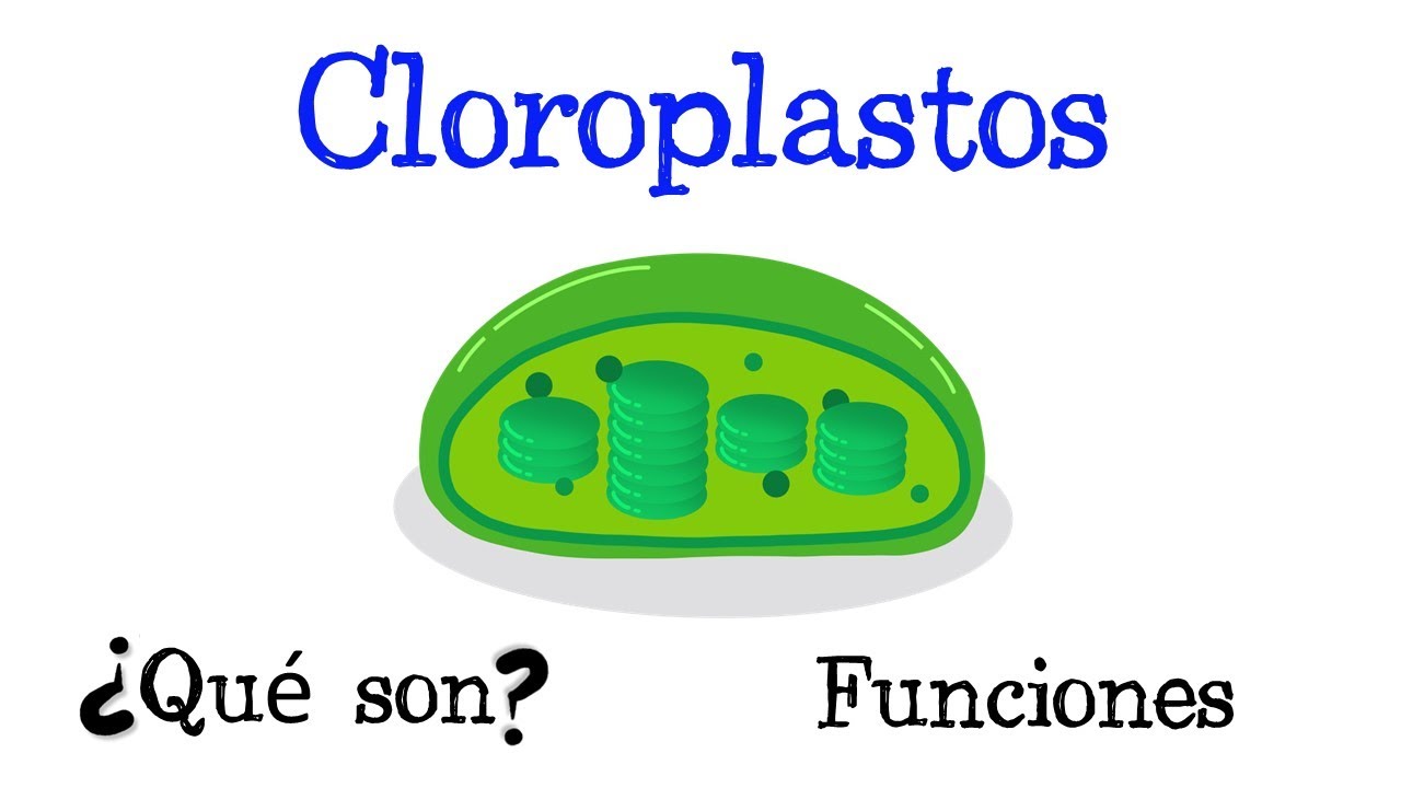 qué son los cloroplastos y cuál es su función principal