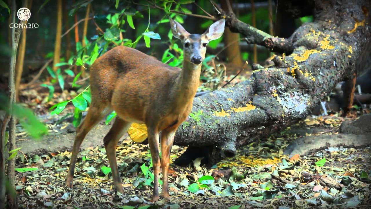 que tipo de animales hay en el bosque templado