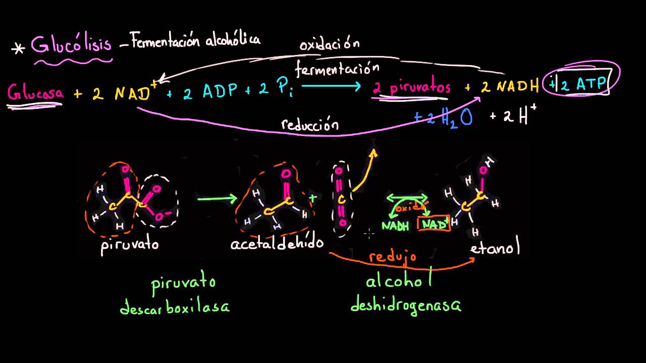 reacción de fermentación del etanol