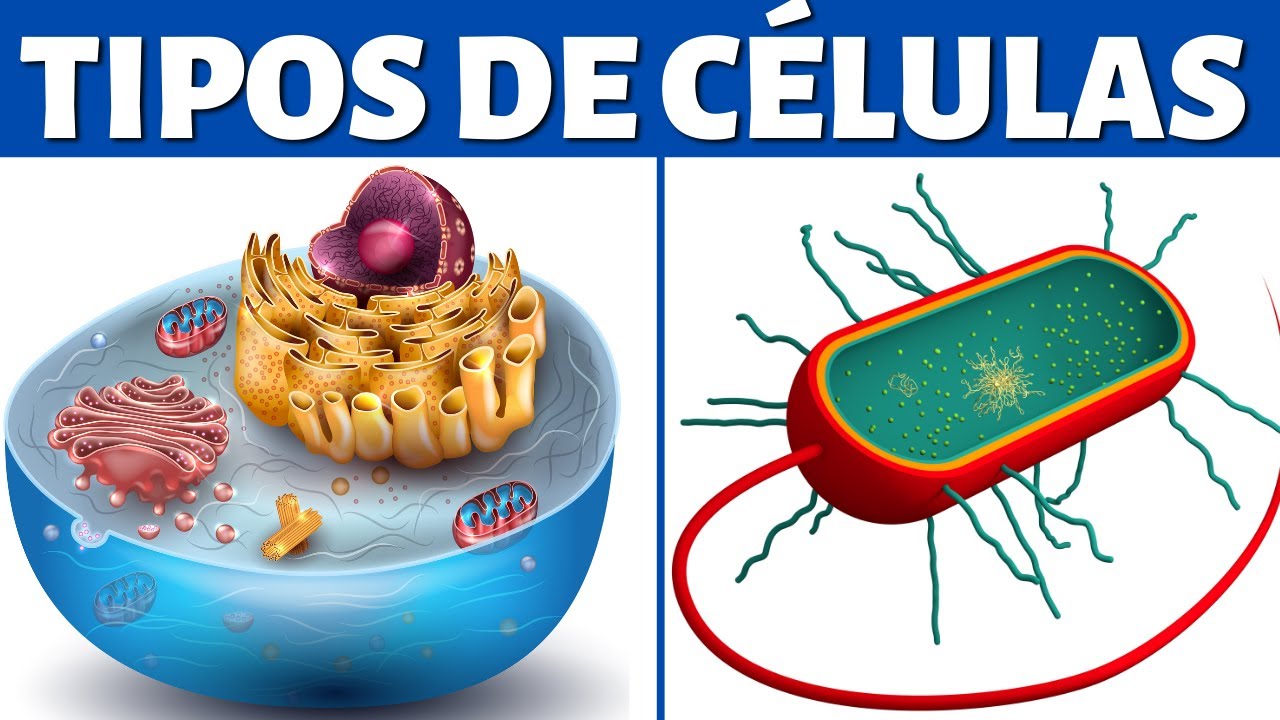 tipos de celulas de los seres vivos