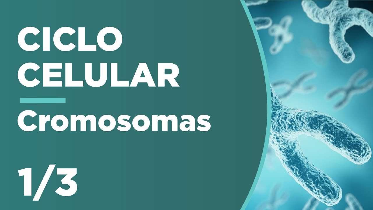 tipos de cromosomas segun el centromero