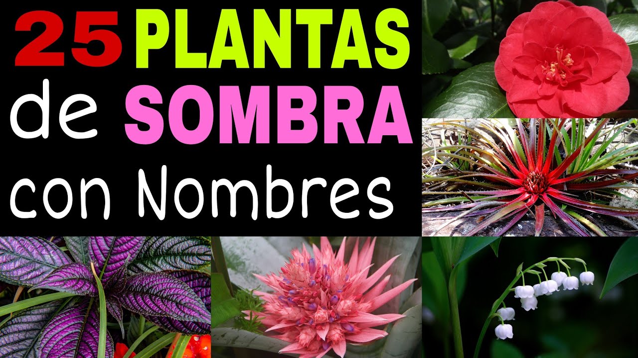 tipos de plantas de sombra y sus nombres