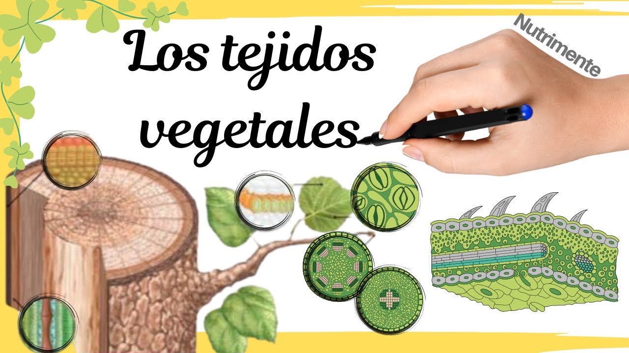 tipos de tejidos vegetales y sus funciones