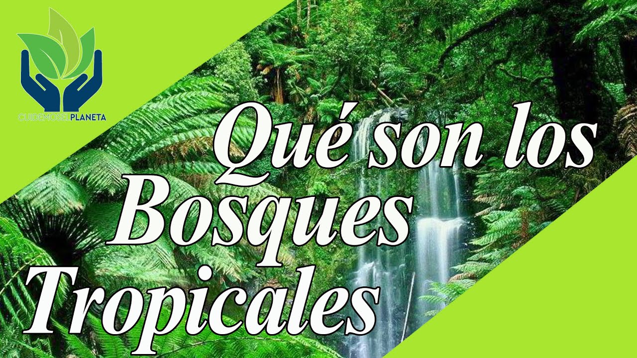 ubicación de los bosques tropicales