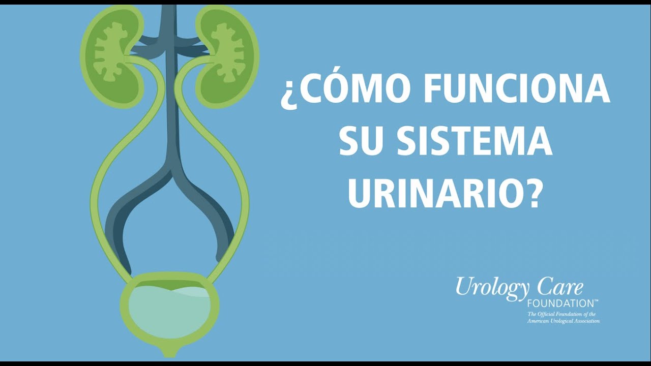unidad funcional del sistema urinario