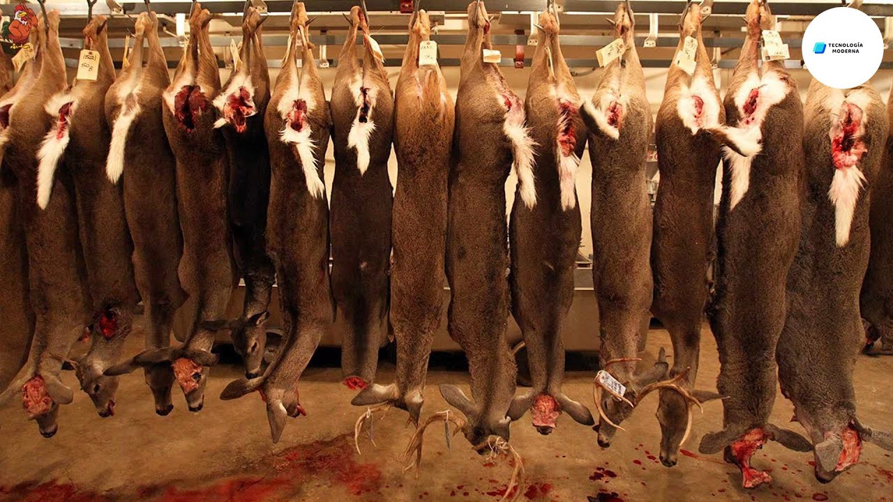 ventajas y desventajas de comer carne de venado