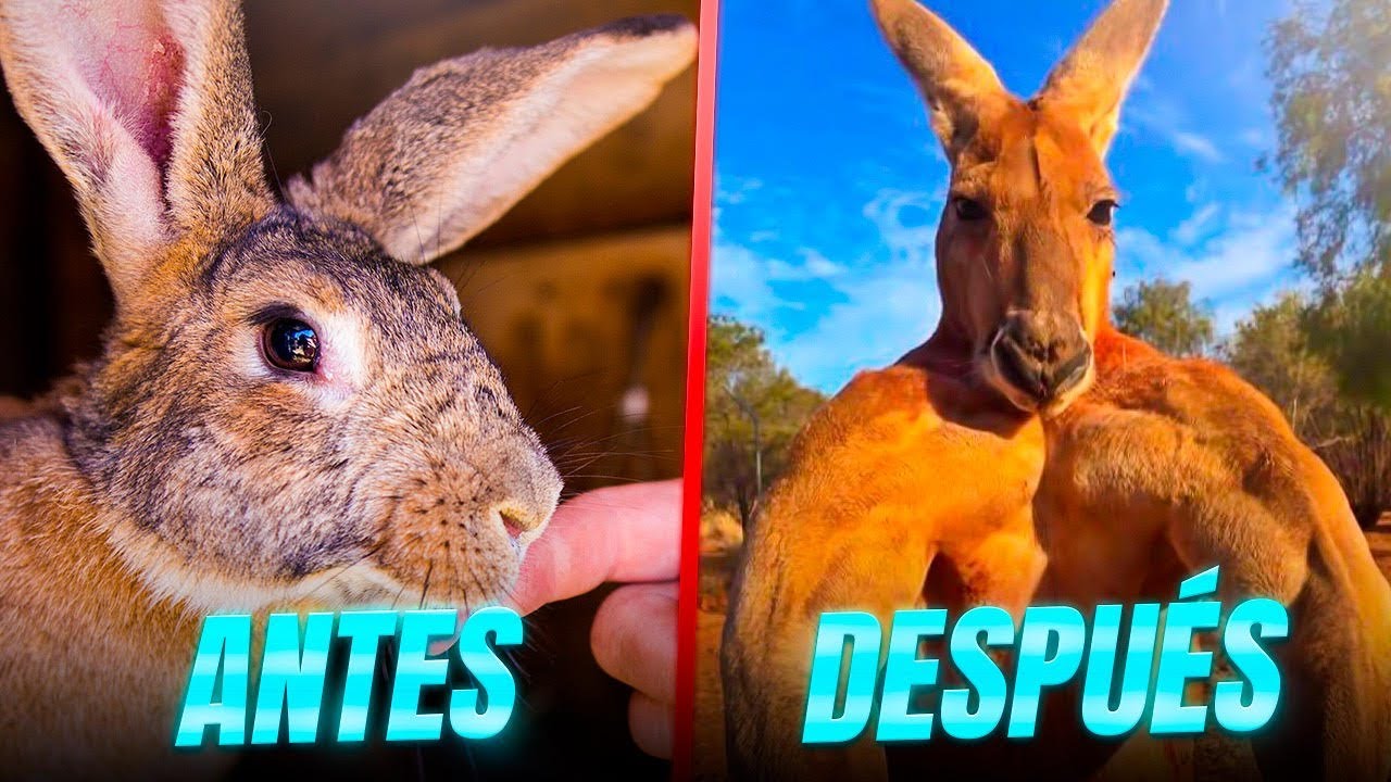 animales que han evolucionado con el tiempo