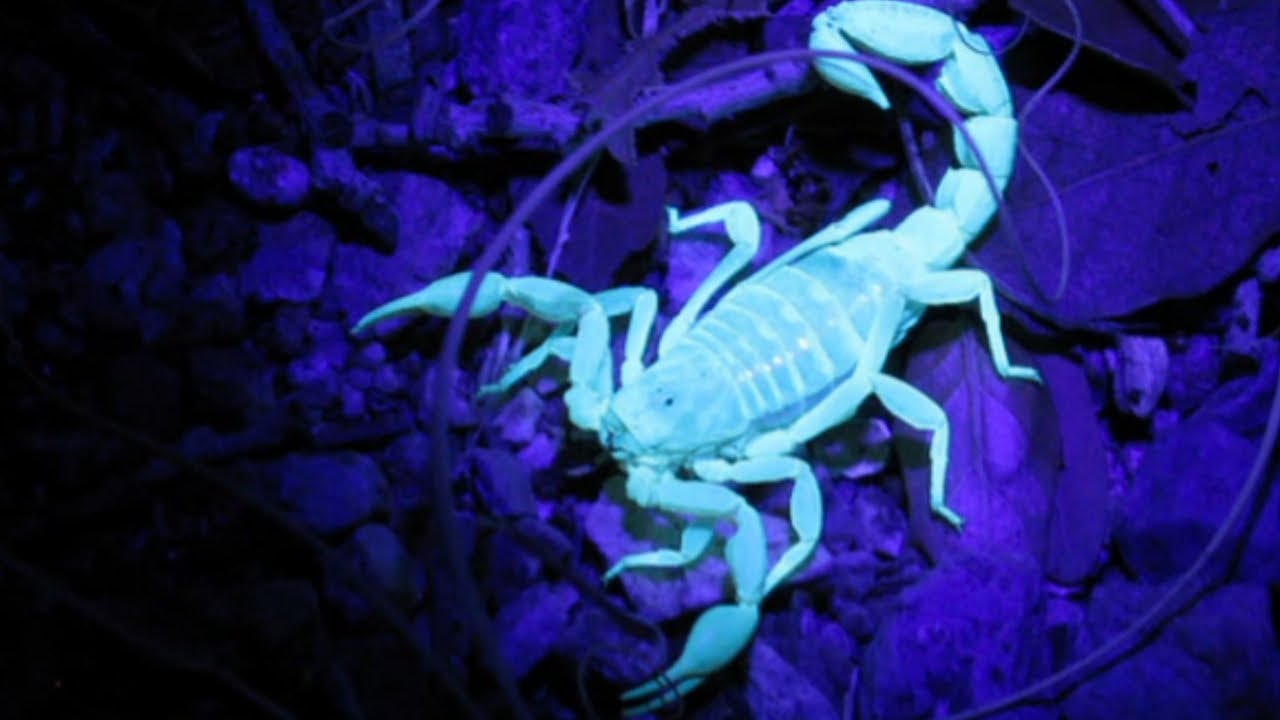 animales que viven en la oscuridad