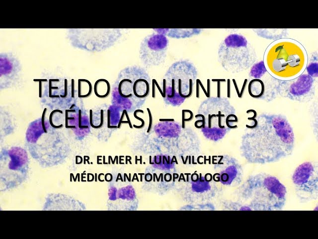 celulas plasmaticas del tejido conectivo
