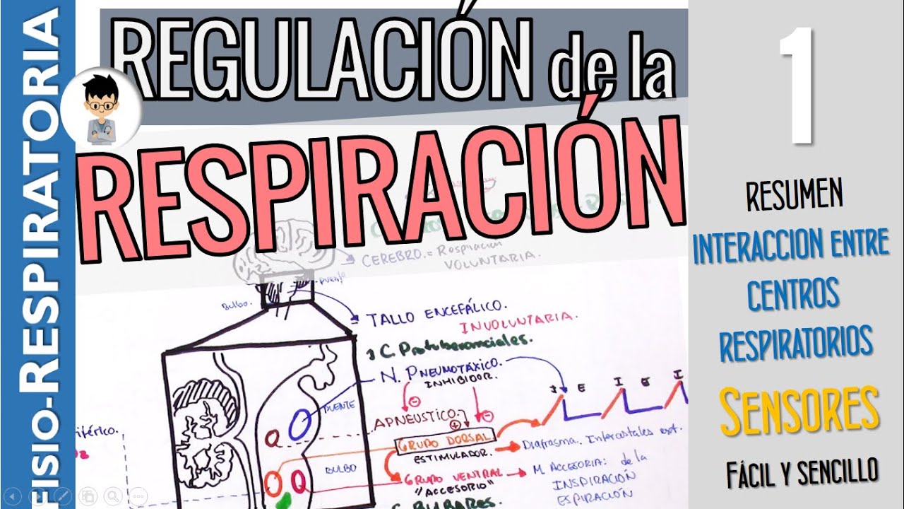 centros reguladores de la respiracion