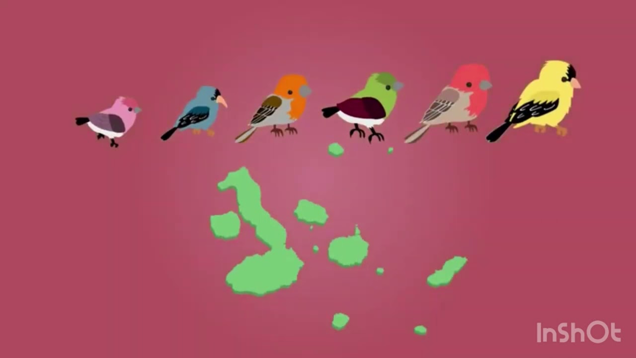 cómo contribuye el estudio de los pinzones a la explicación de la teoría de darwin
