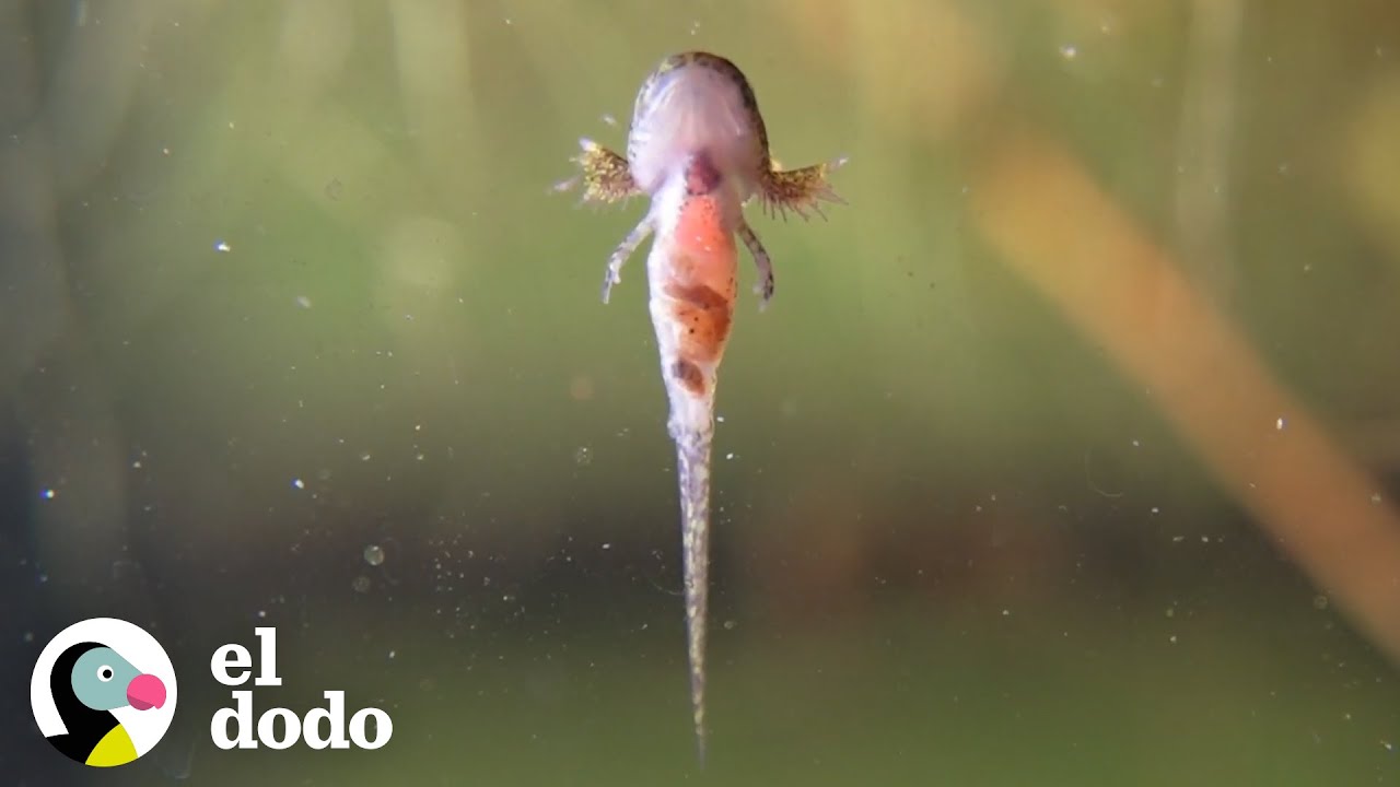 como se reproducen las salamandras