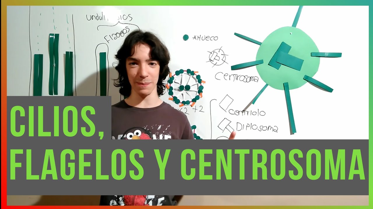 componentes estructurales de un cilio