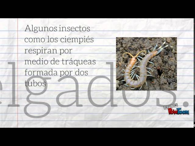 conclusion de la biodiversidad como resultado de la evolucion