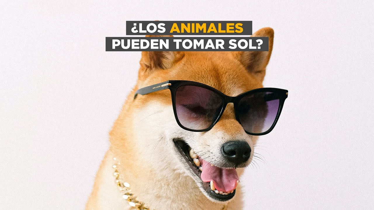 cual es la influencia de las radiaciones solares en los animales