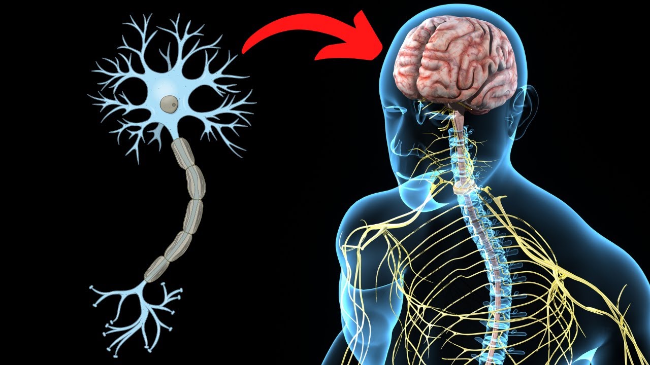 cuales son los componentes del sistema nervioso central