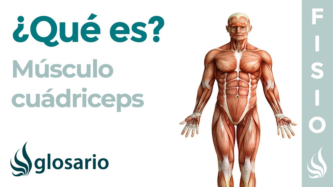 cuantos músculos tiene el cuádriceps