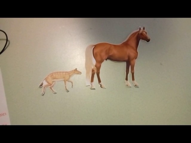 darwin sobre la evolucion del caballo
