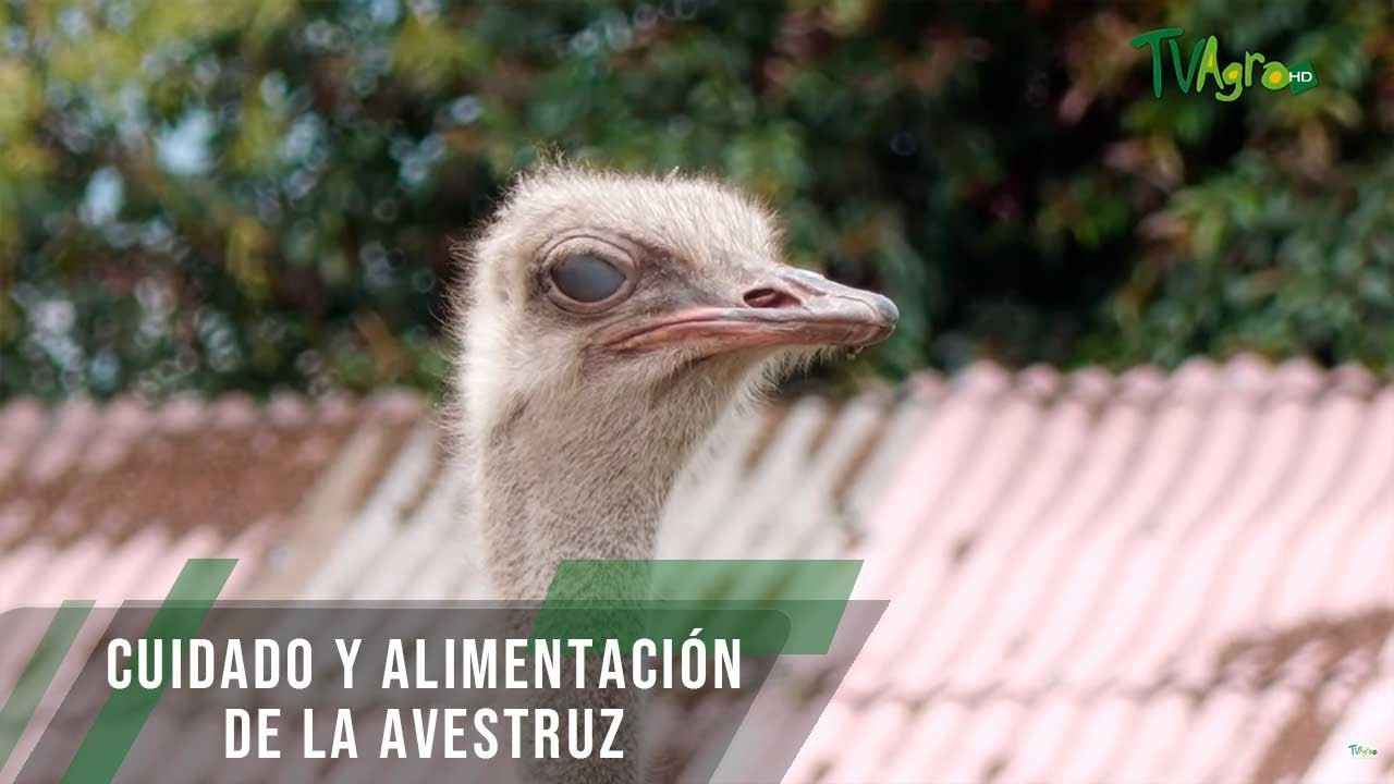 de que se alimentan las avestruces