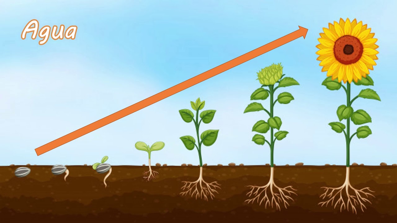 desarrollo de las plantas paso a paso