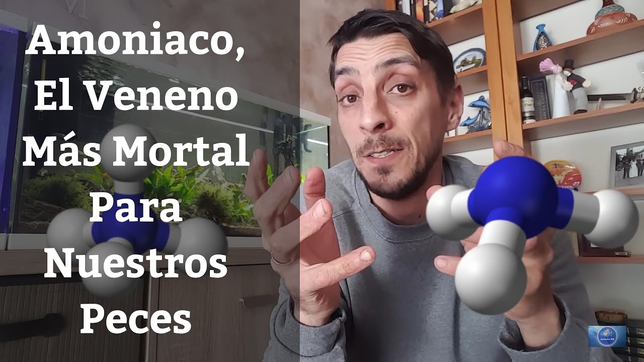 diferencia entre amonio y amoniaco