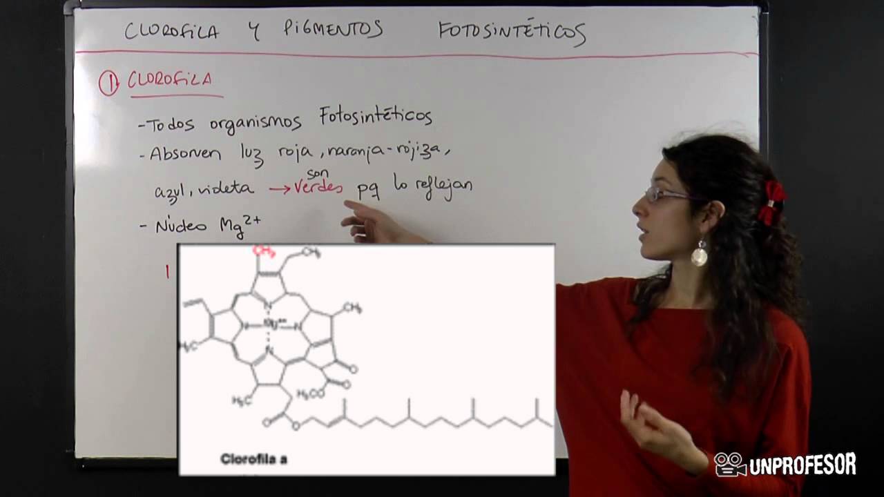 diferencia entre pigmento fotosintetico y antocianina
