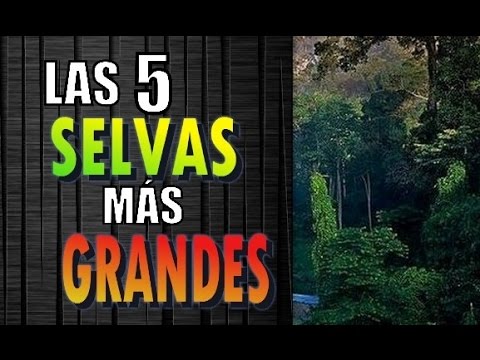 dónde está la mayor selva tropical del mundo