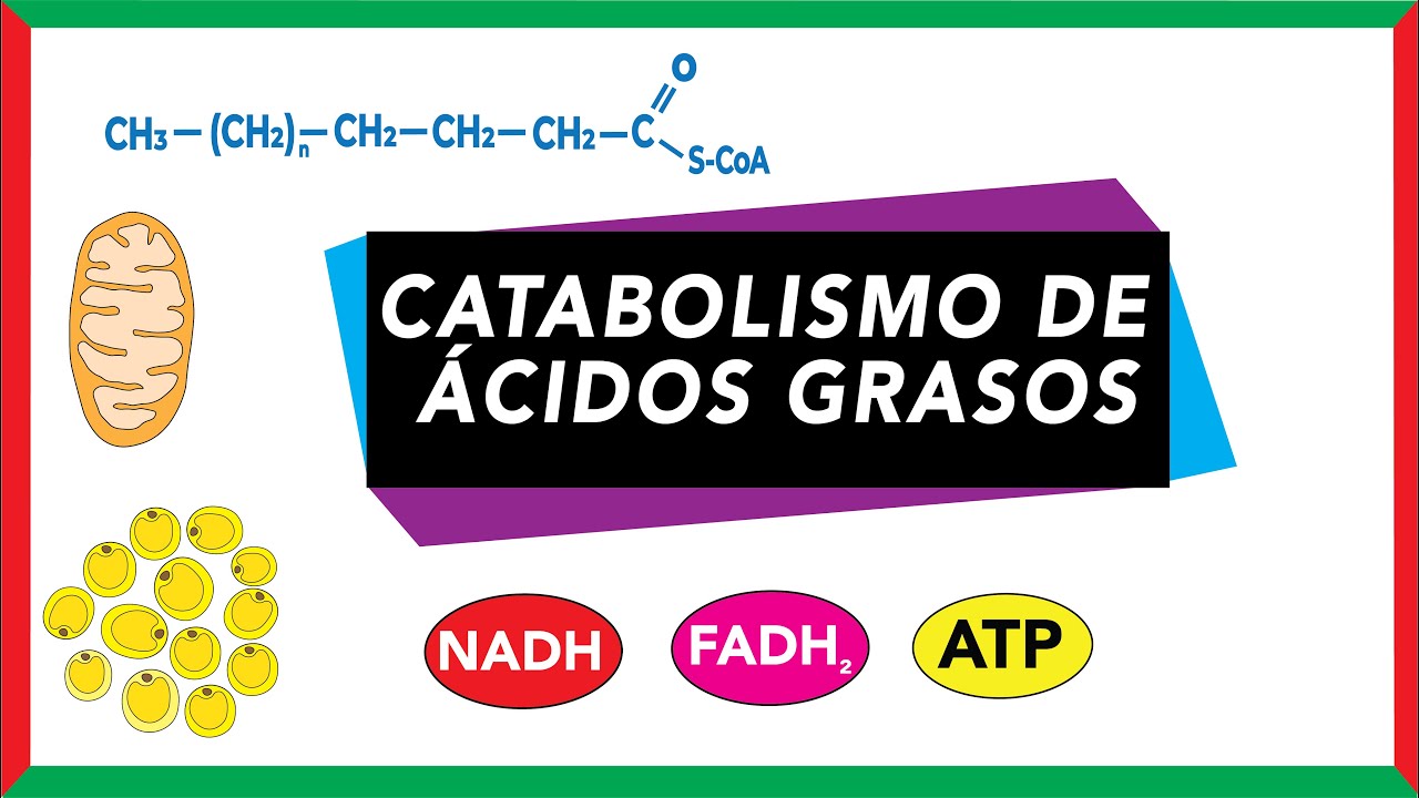 donde se lleva a cabo la beta oxidación