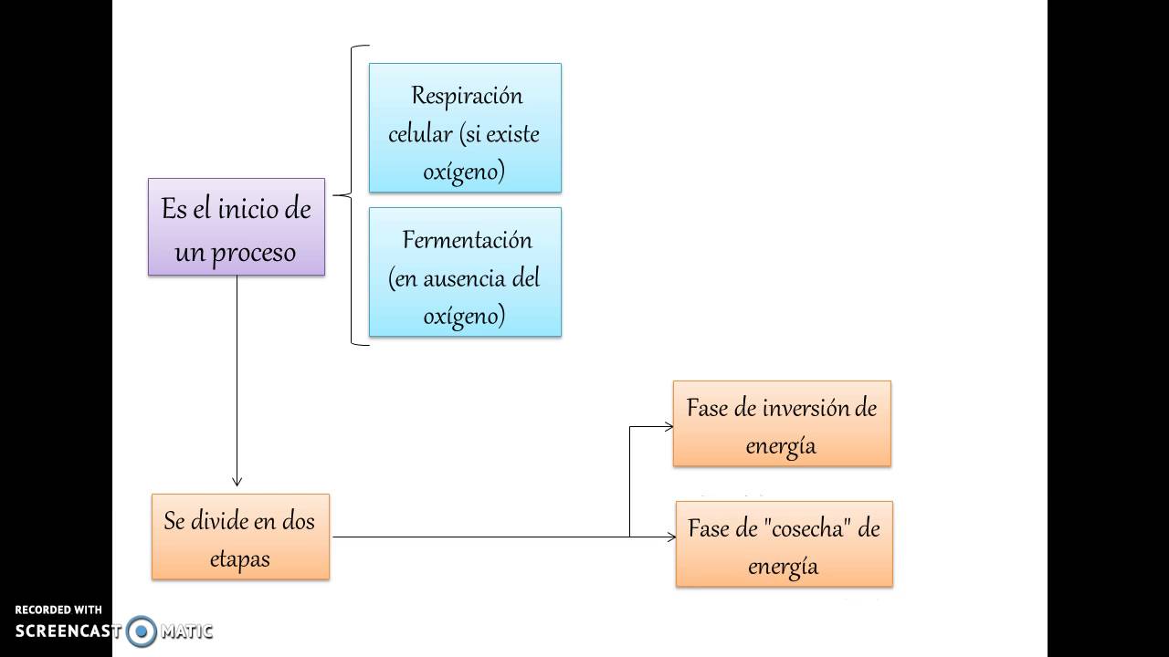 donde se lleva a cabo la glucolisis en la celula