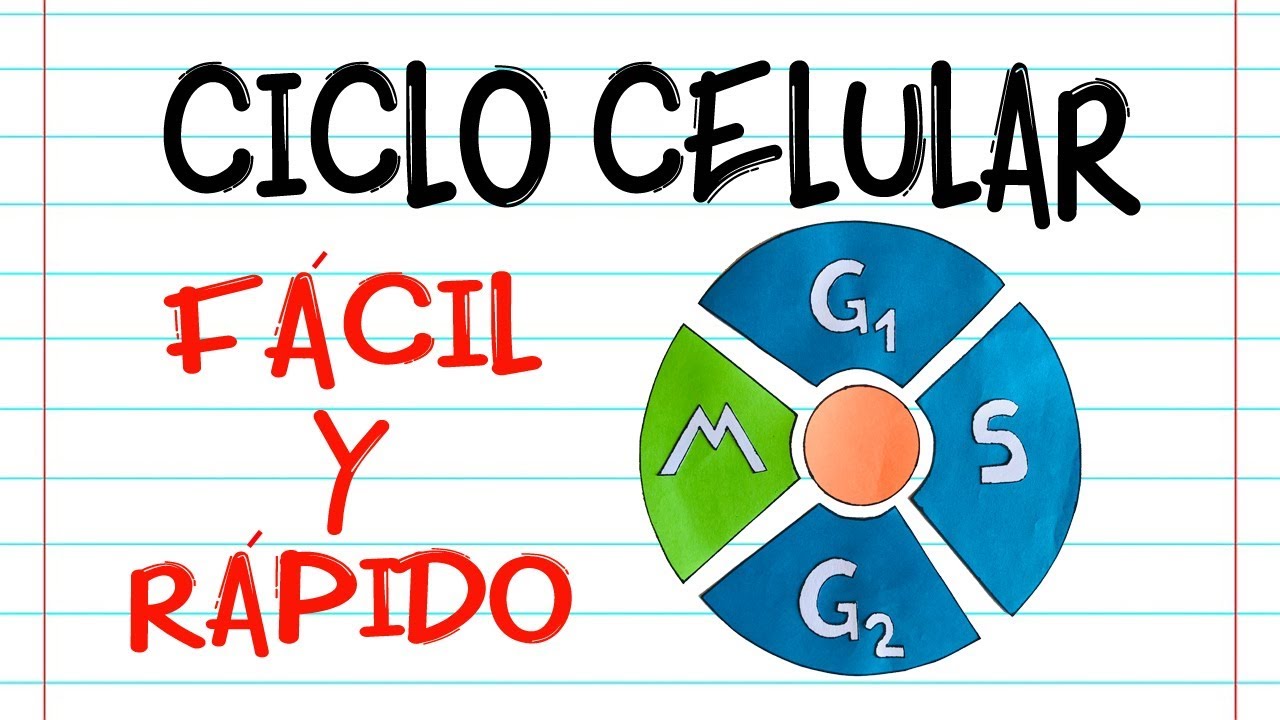 ejemplos del ciclo celular en la vida cotidiana