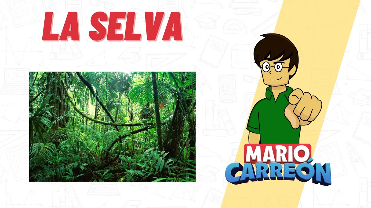 el bioma selva tropical se caracteriza por