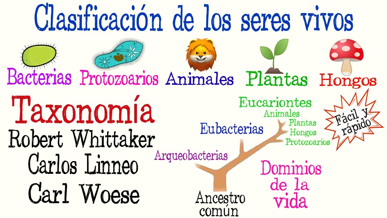en qué se basa la clasificación de los tres dominios.
