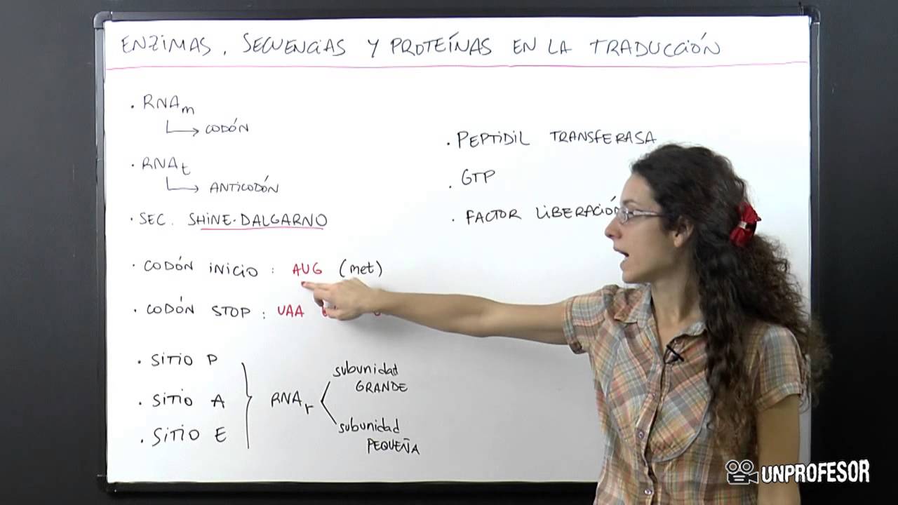 enzimas que participan en la traduccion
