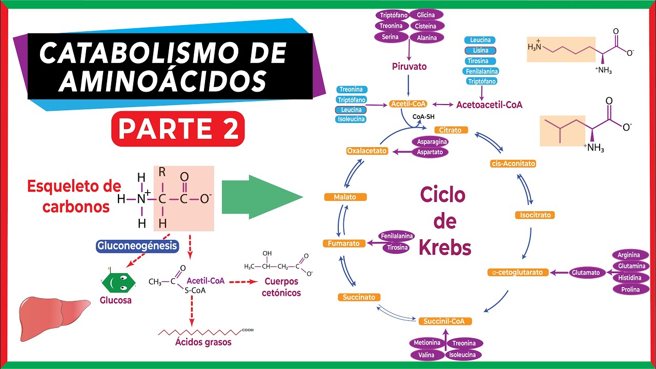 esqueleto carbonado de los aminoacidos