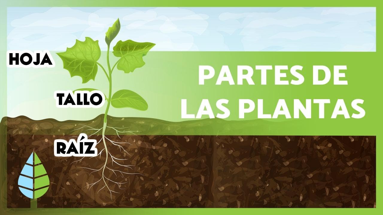 estructura de la planta y sus funciones