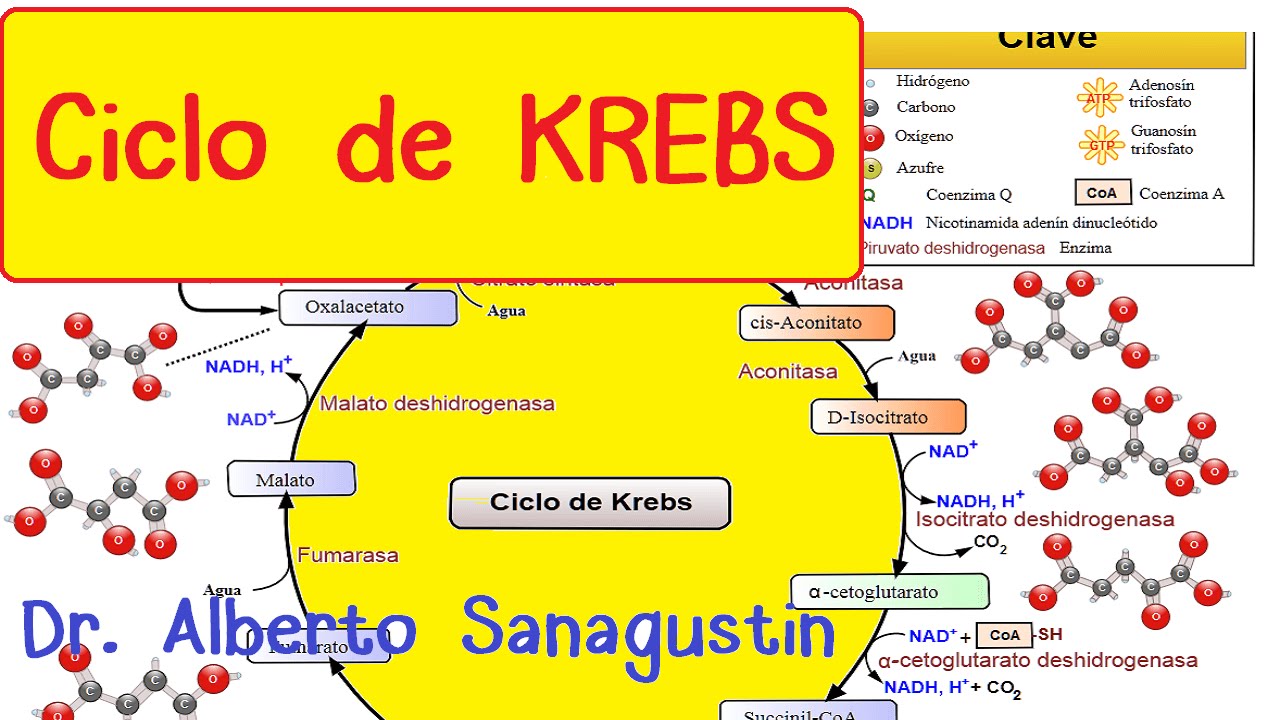 explicacion del ciclo de krebs paso a paso