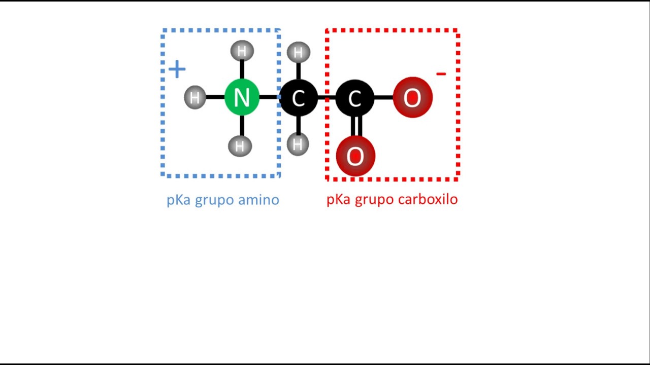 importancia del punto isoelectrico de las proteinas