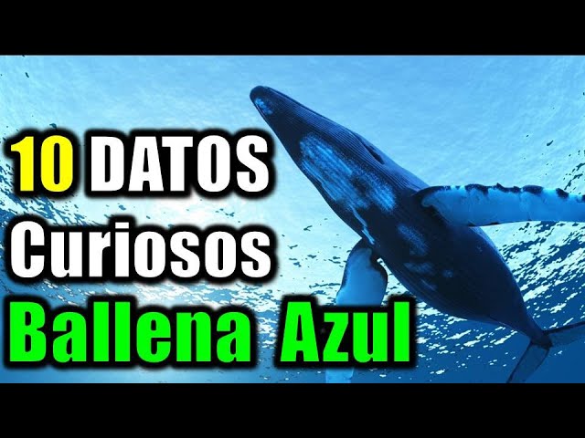 información sobre las ballenas azules