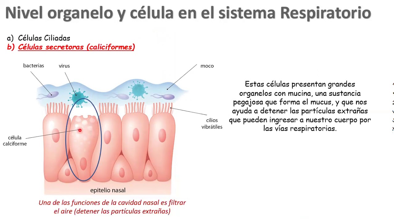 nivel de organizacion del sistema respiratorio