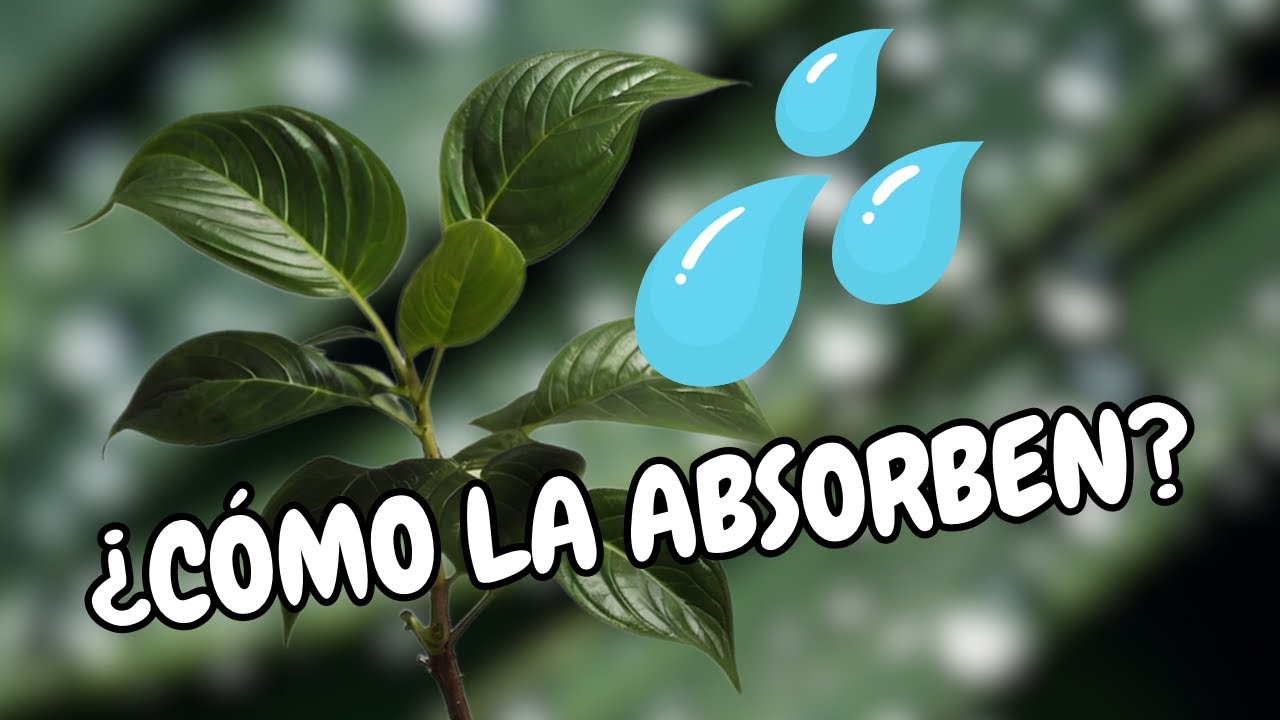 porque el agua sube por el tallo de las plantas