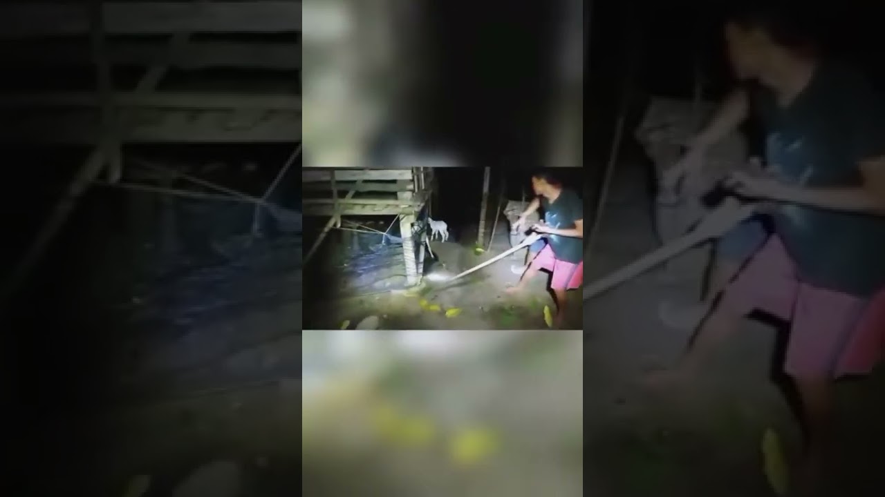 qué animal de los que aparecen en la tabla vive menos años